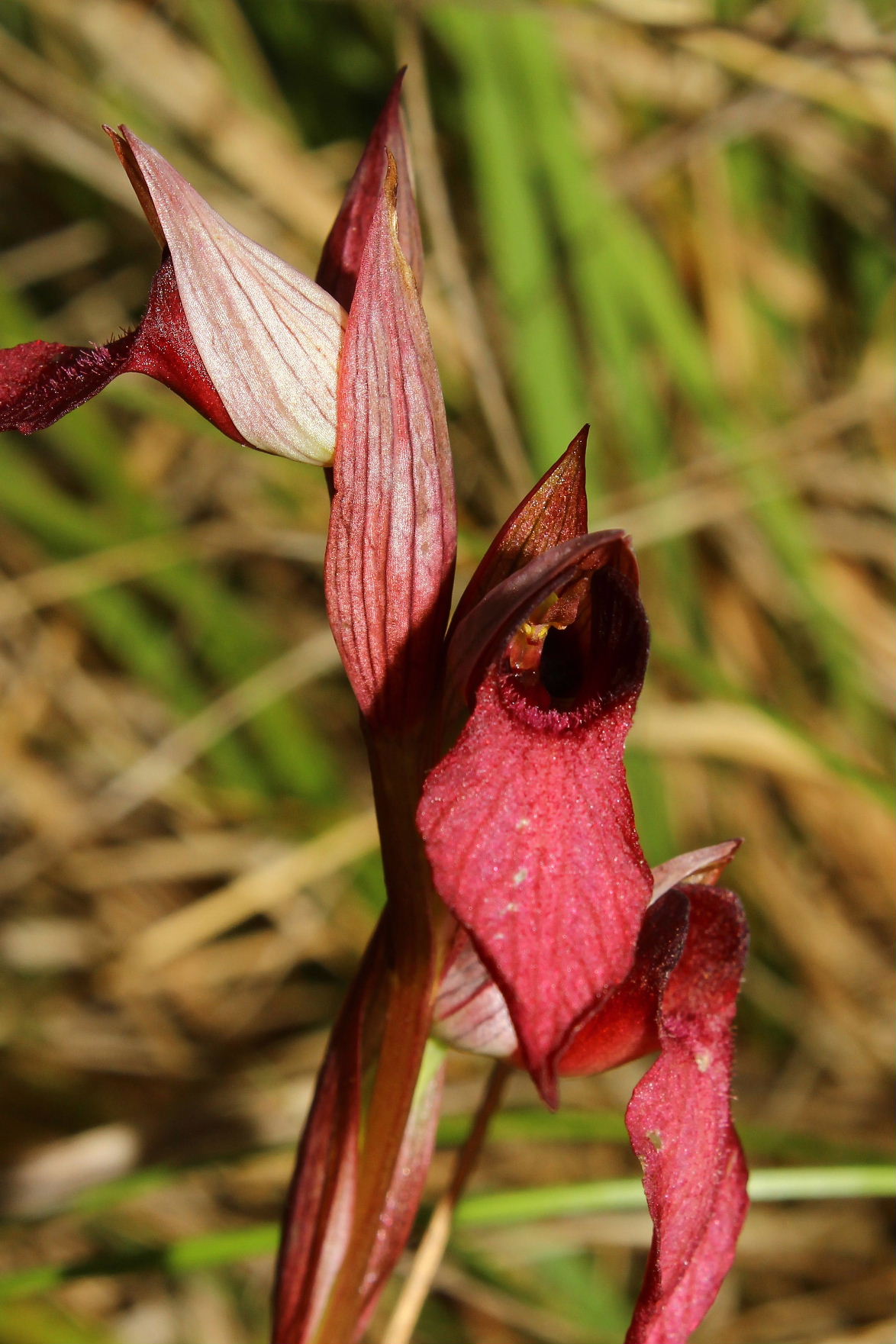 Serapias ibrido - S. lingua x S. vomeracea